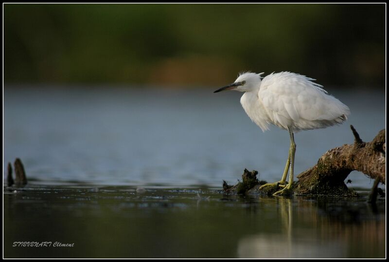 Aigrette garzette