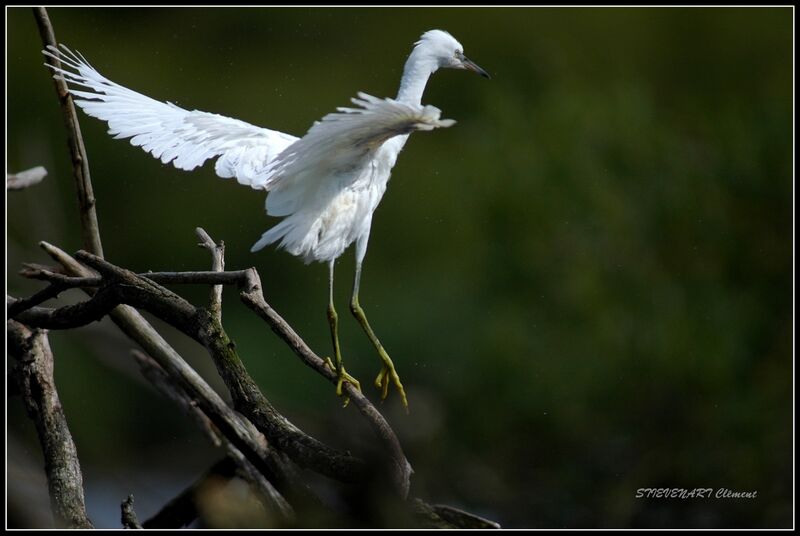 Aigrette garzette1ère année