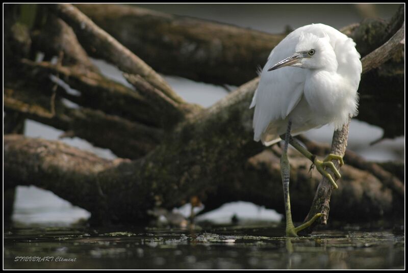 Little Egret