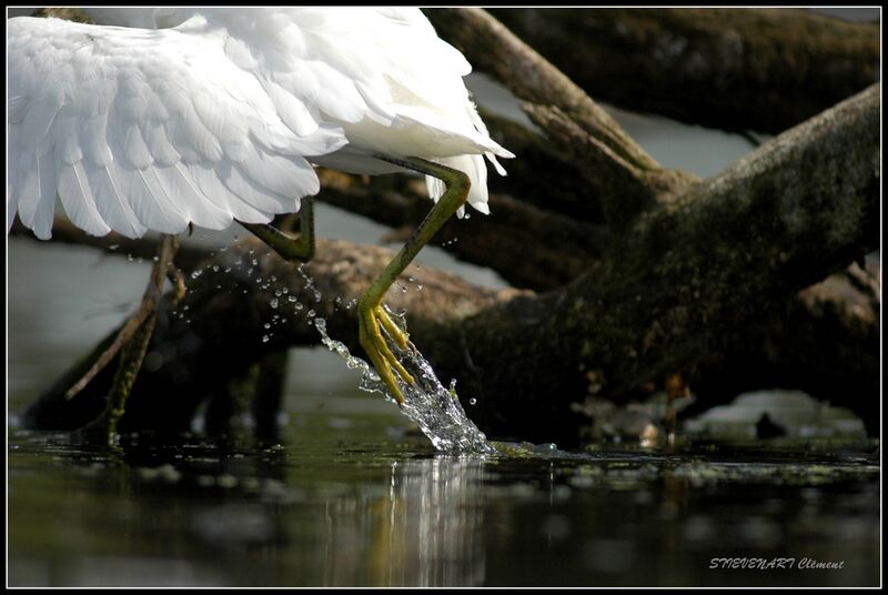 Aigrette garzette1ère année