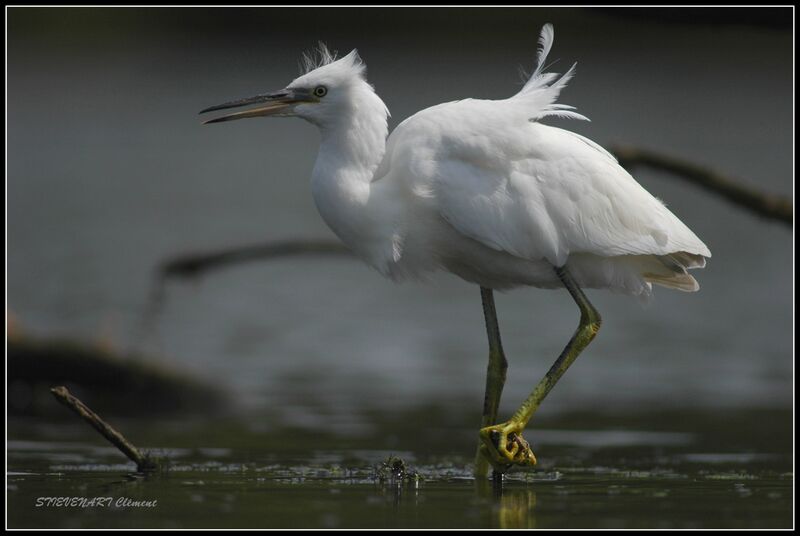 Little EgretFirst year