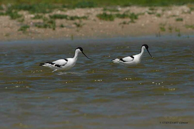 Avocette élégante