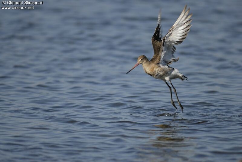 Black-tailed Godwit