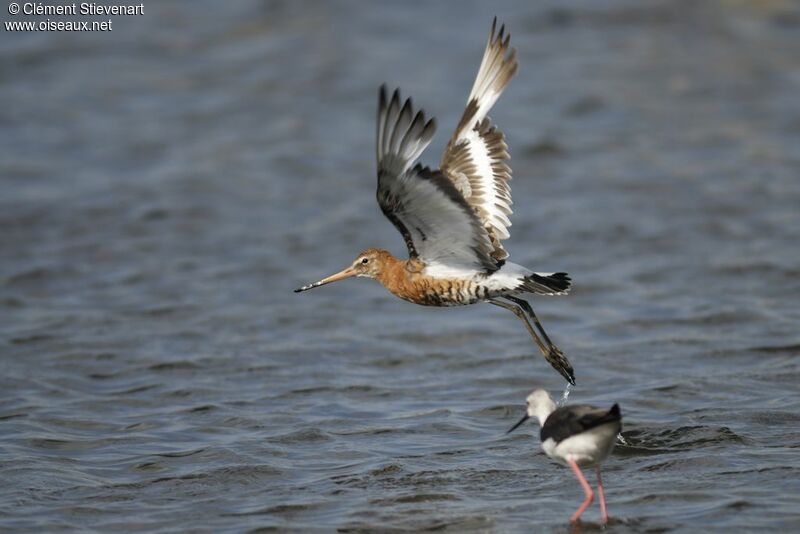 Black-tailed Godwit male adult post breeding