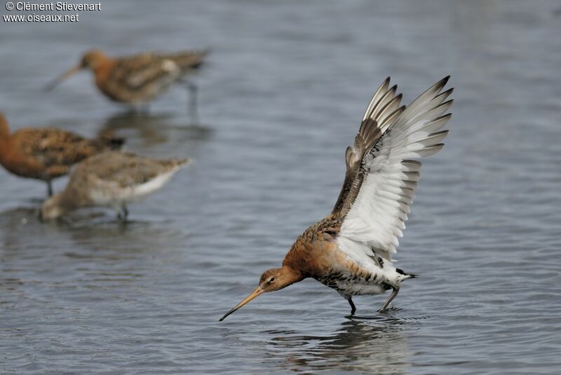 Black-tailed Godwit