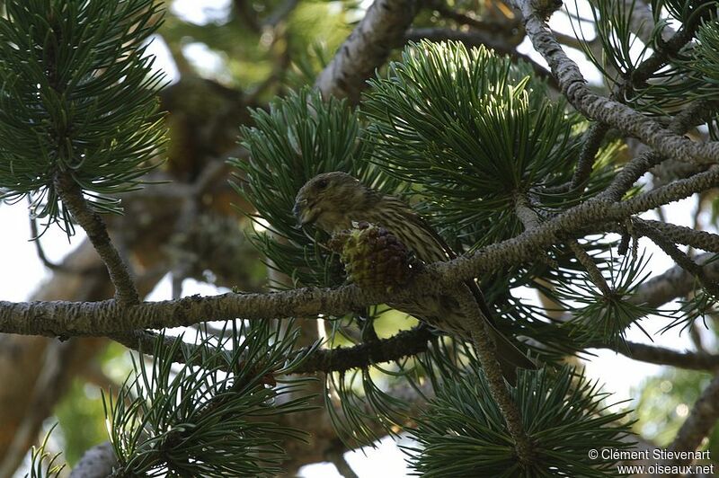 Bec-croisé des sapins