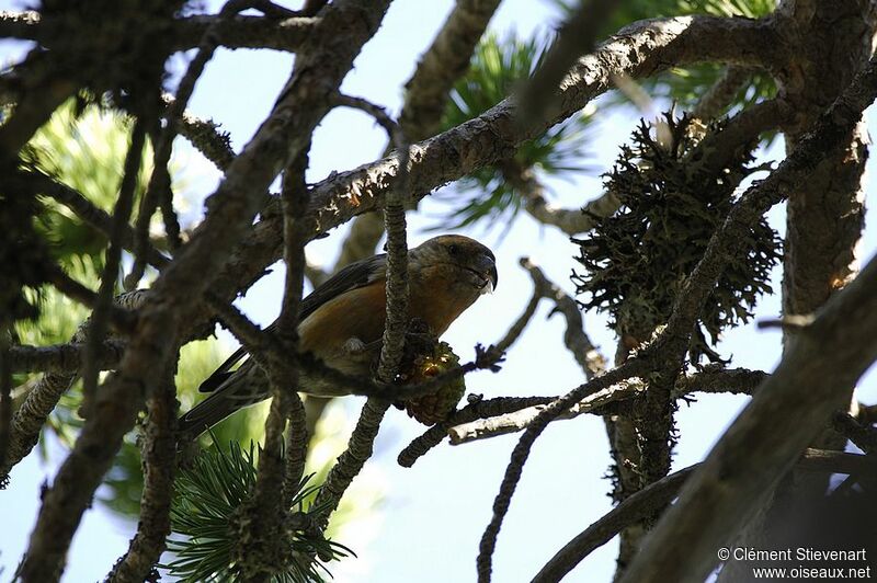 Red Crossbill