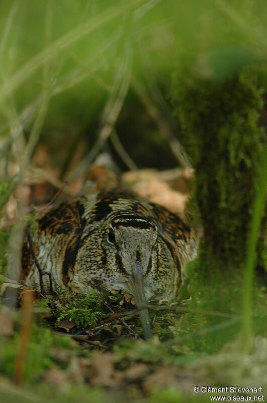 Eurasian Woodcock