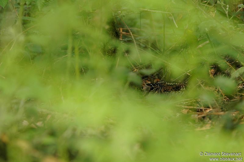 Eurasian Woodcock