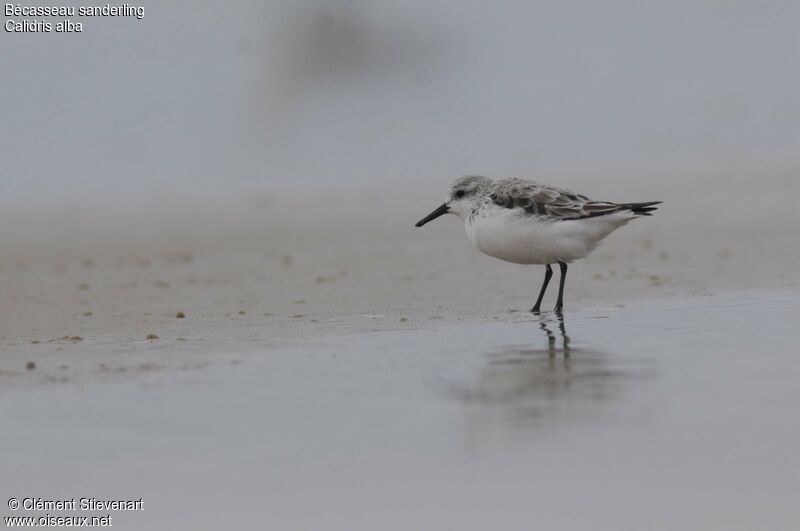 Bécasseau sanderling