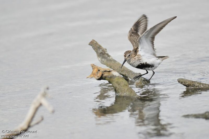 Dunlin, identification