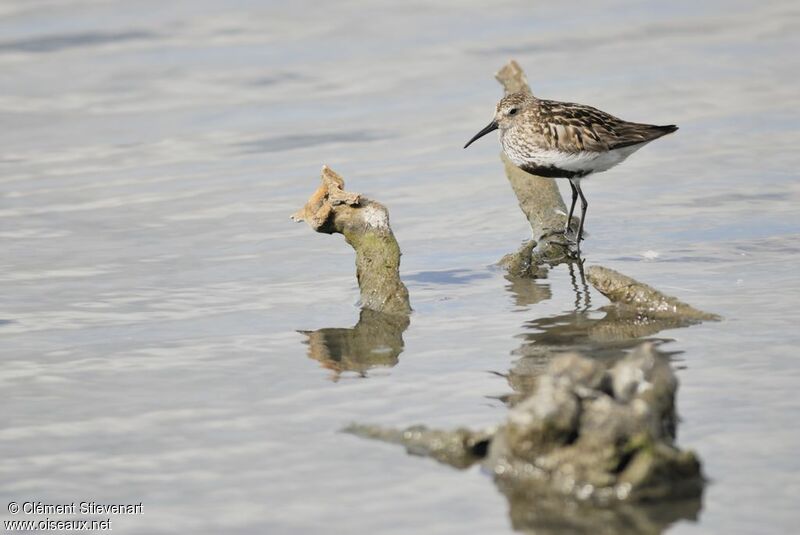 Dunlin, identification