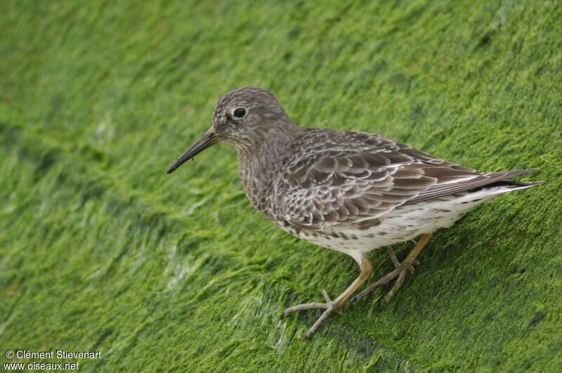 Purple Sandpiper