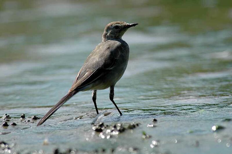 White Wagtail