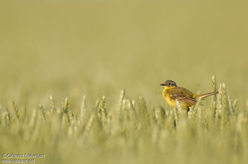 Western Yellow Wagtail