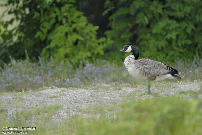 Canada Goose