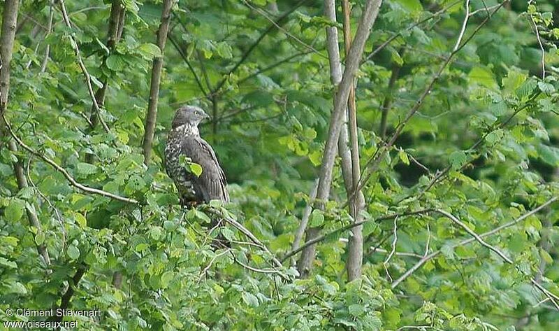 European Honey Buzzard