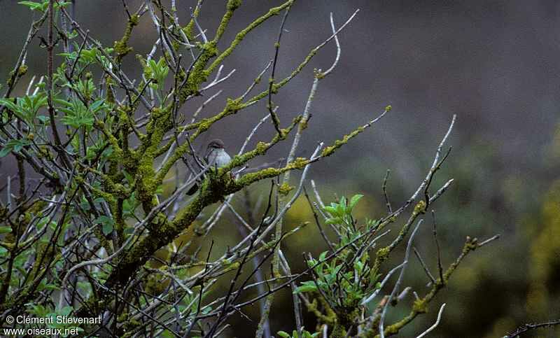 Cetti's Warbler