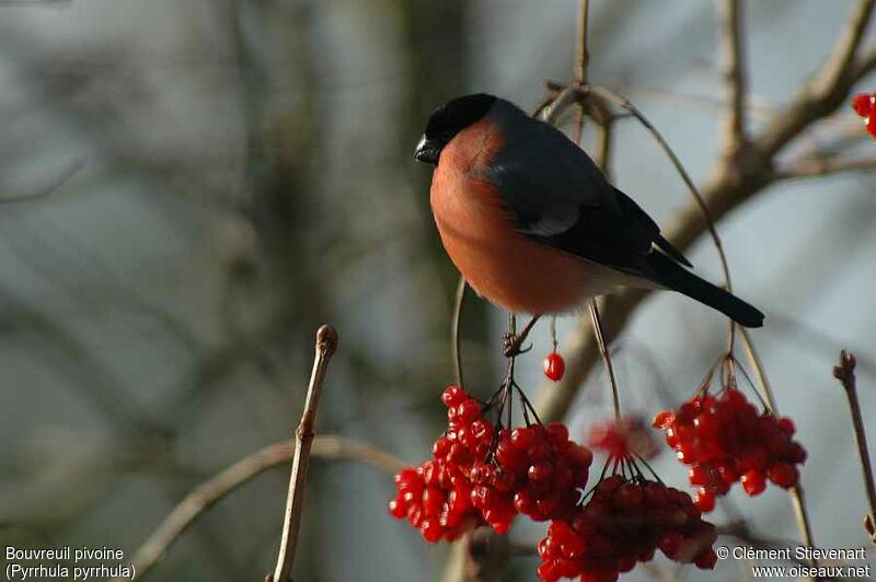 Eurasian Bullfinch