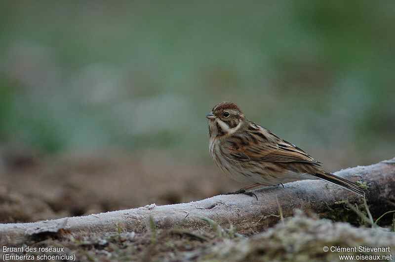 Bruant des roseaux