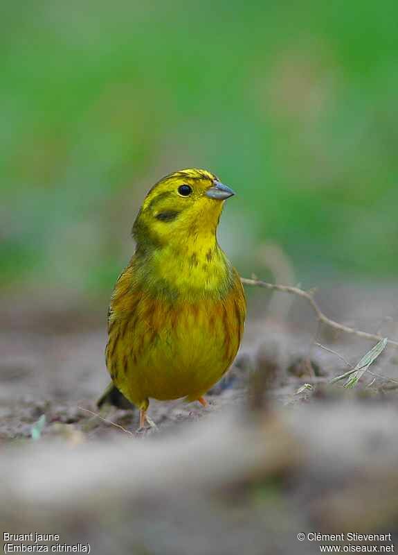 Yellowhammer