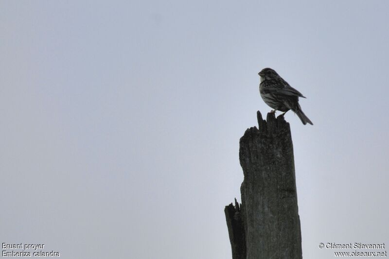 Corn Bunting, identification