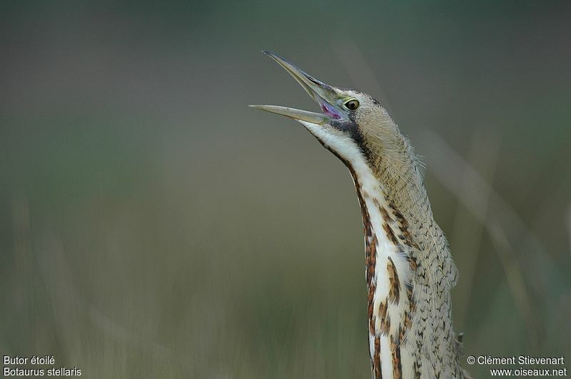 Eurasian Bittern