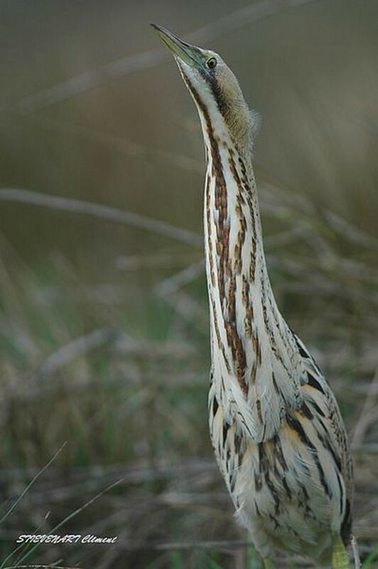 Eurasian Bittern