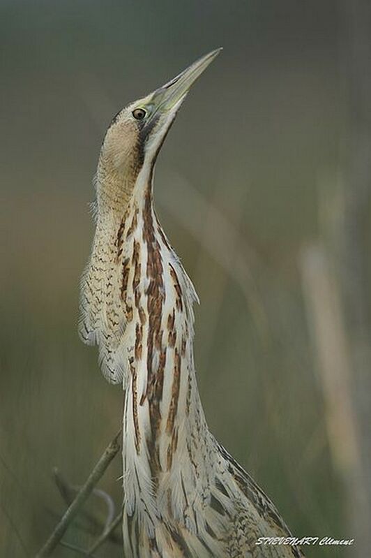 Eurasian Bittern