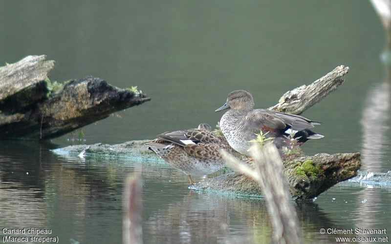 Gadwall