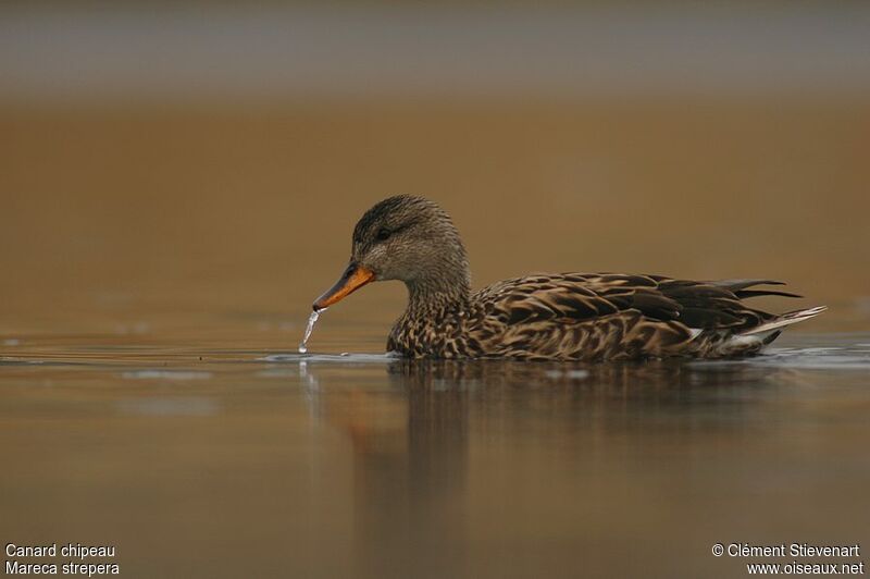 Canard chipeau