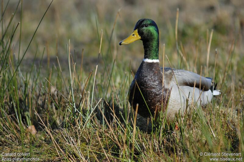 Canard colvert