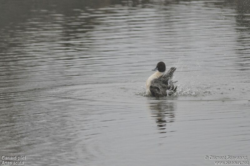 Canard pilet