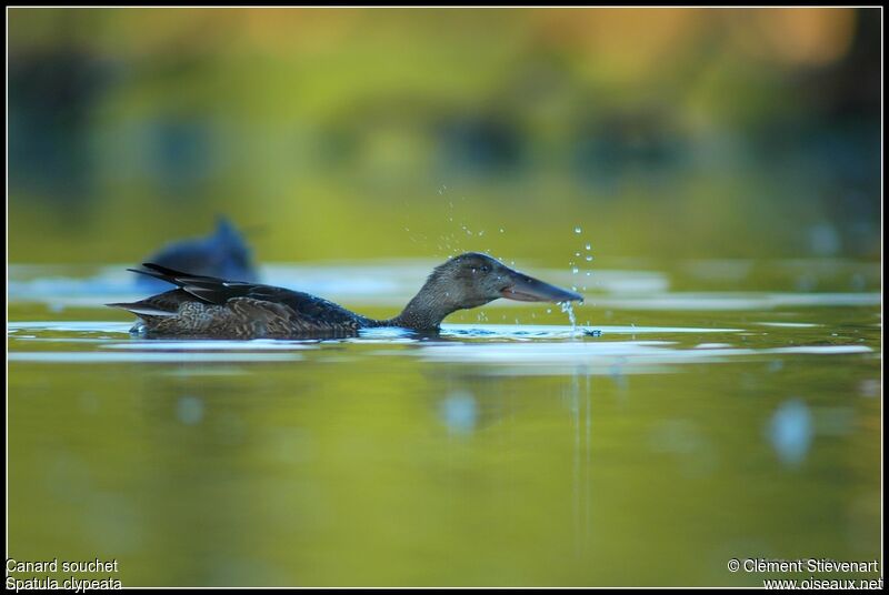 Canard souchet