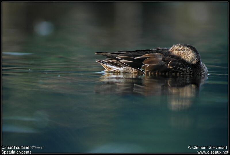 Canard souchet1ère année