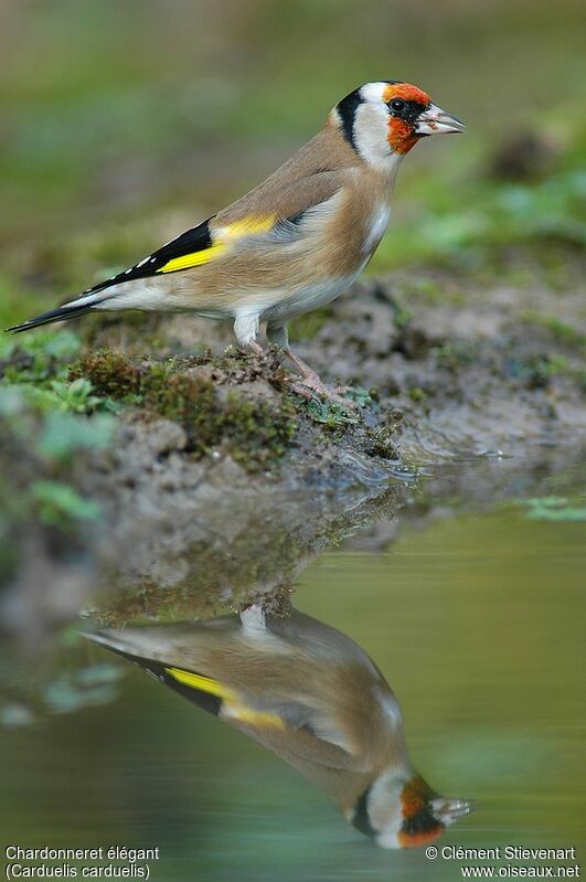 European Goldfinch