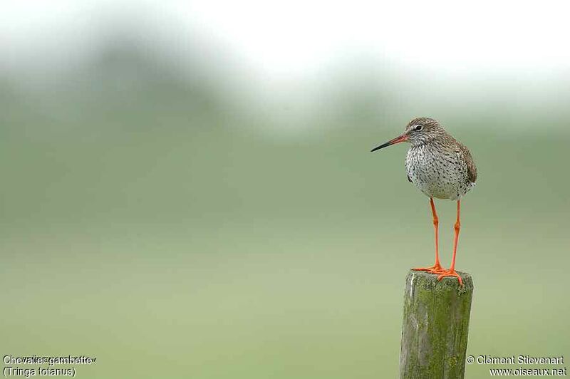 Common Redshank