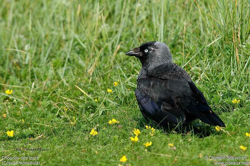 Western Jackdaw