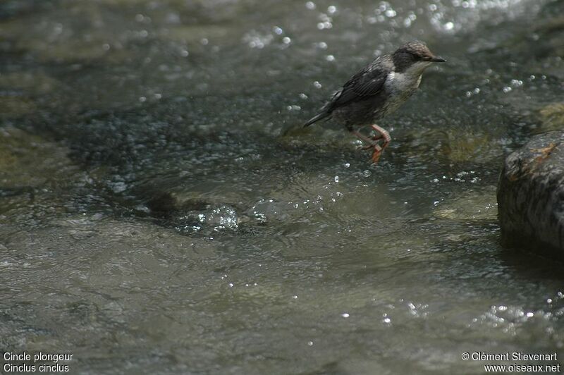 White-throated Dipper