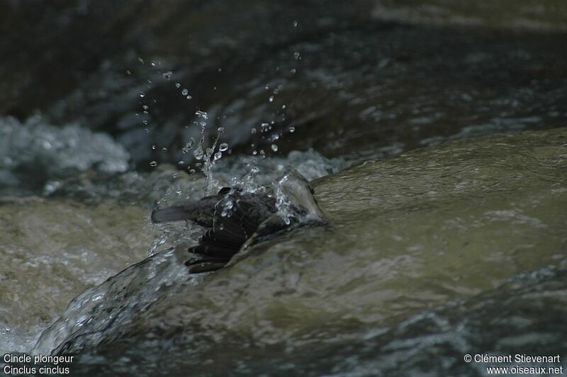 White-throated Dipper