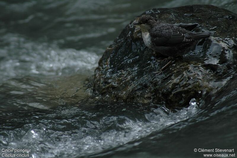 White-throated Dipper