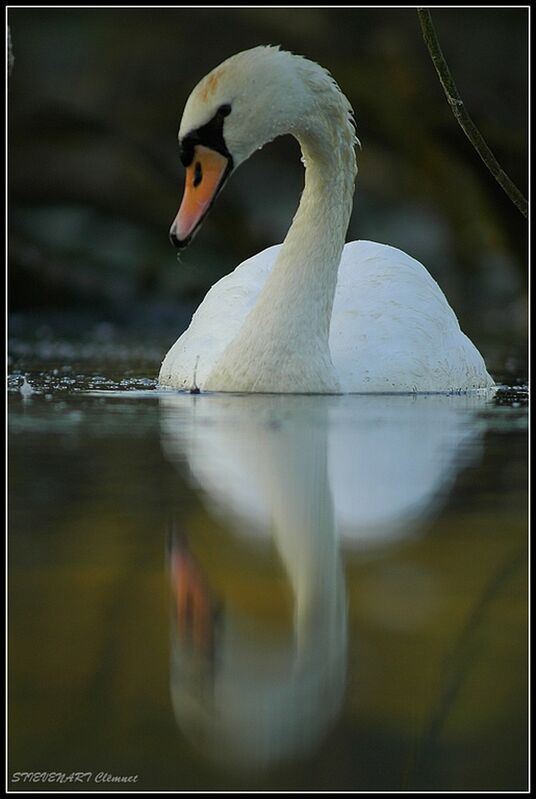 Cygne tuberculé