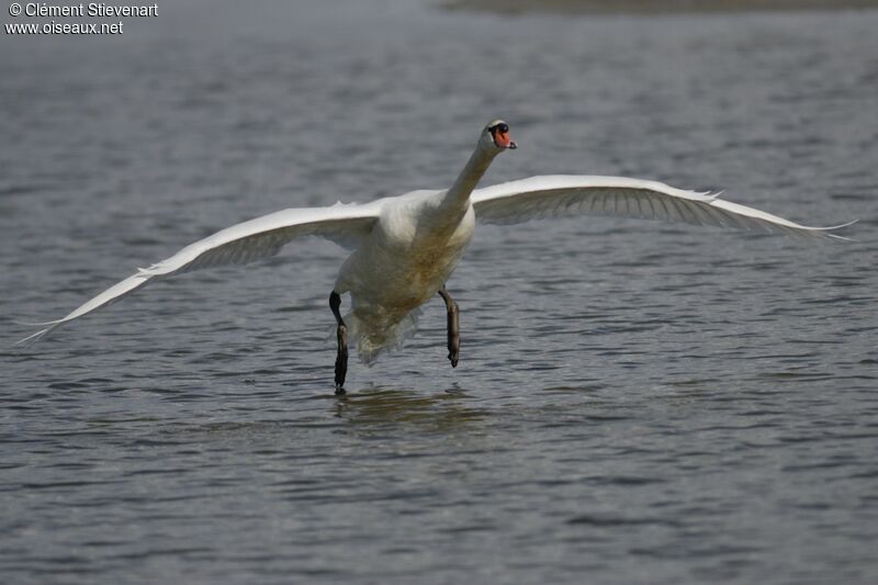 Mute Swan