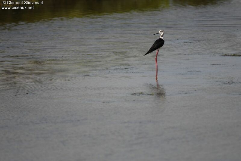 Black-winged Stiltadult