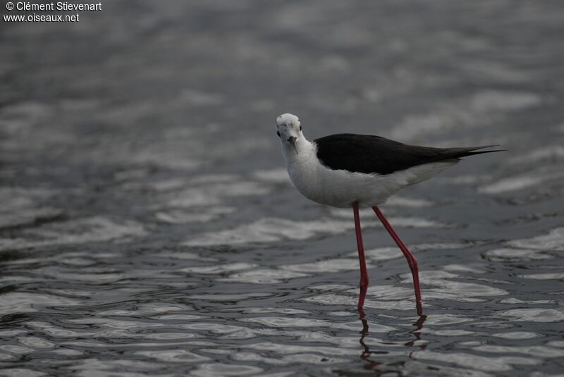 Black-winged Stilt female adult