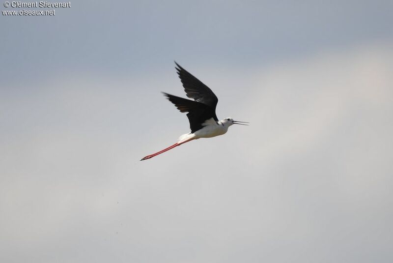 Black-winged Stilt