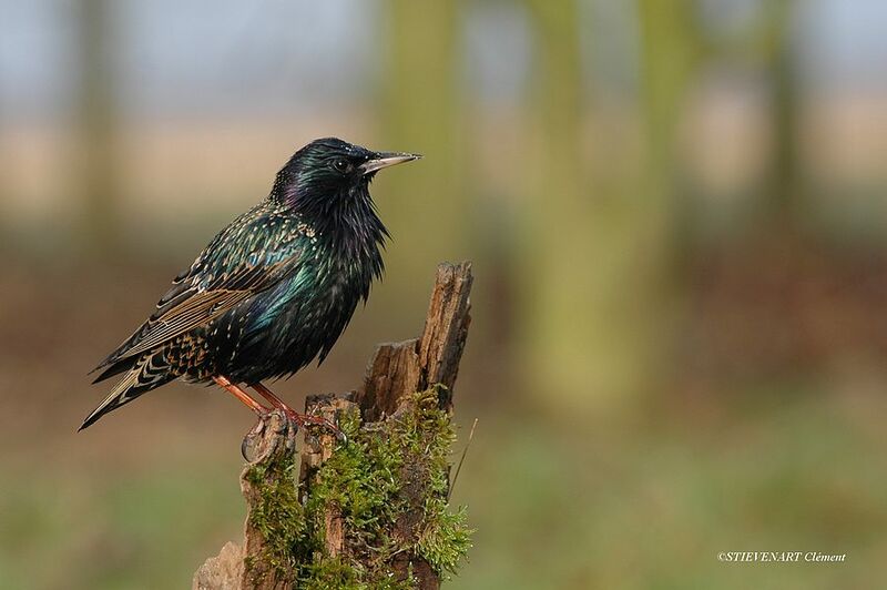 Common Starling