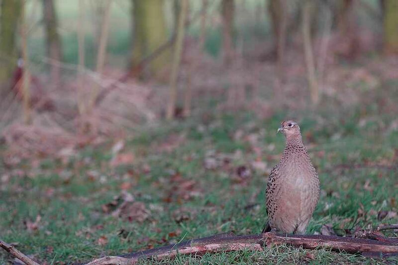 Common Pheasant