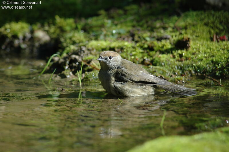 Eurasian Blackcap