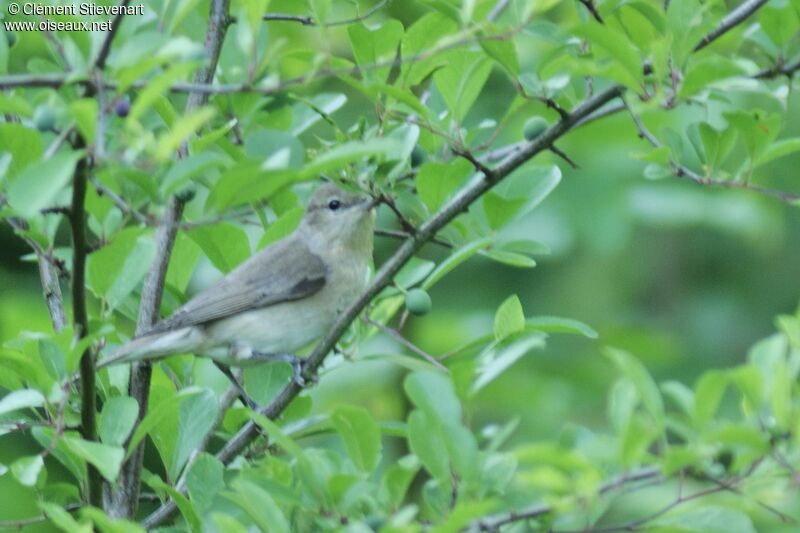 Garden Warbler